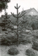 botanisk have 1947, 2